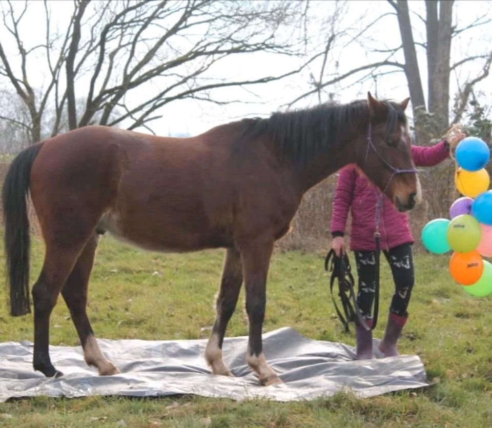 7 jähriger Reitpony Wallach in Wabern