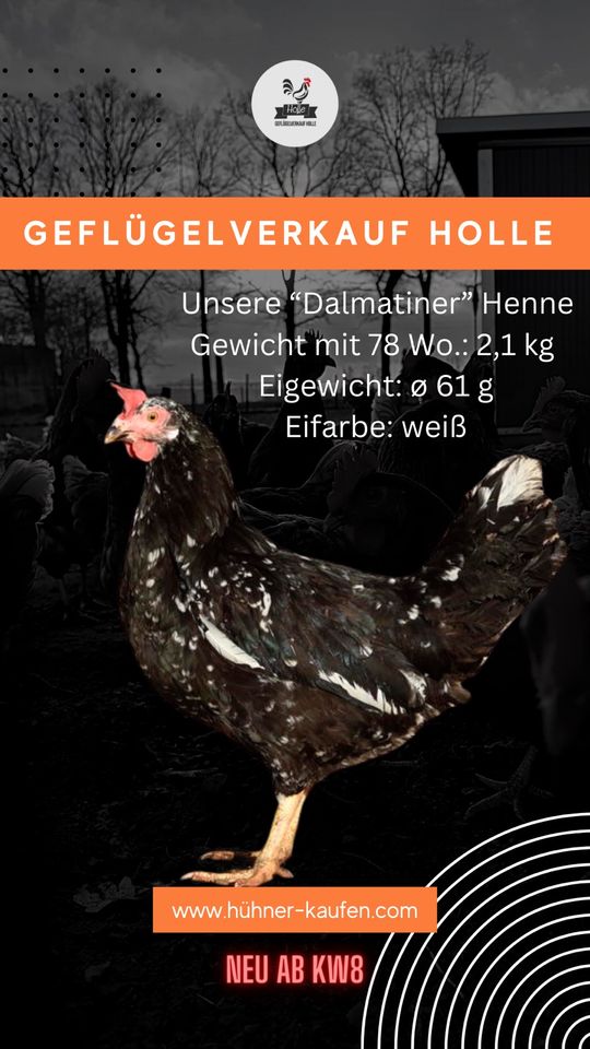 Dalmatiner Junghennen| Hühner kaufen in ihrer Nähe| Leghorn in Rietberg