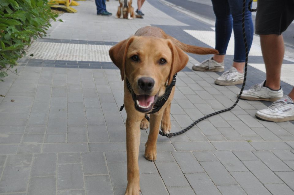 Mobiles Hundetraining Hundeschule in Ahnsbeck