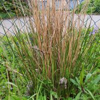 Gartenteich Pflanzen Nordrhein-Westfalen - Bad Oeynhausen Vorschau