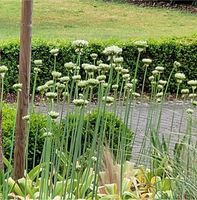 Weißer Zierlauch Allium „Mount Everest“ 10 Knollen Niedersachsen - Rehburg-Loccum Vorschau