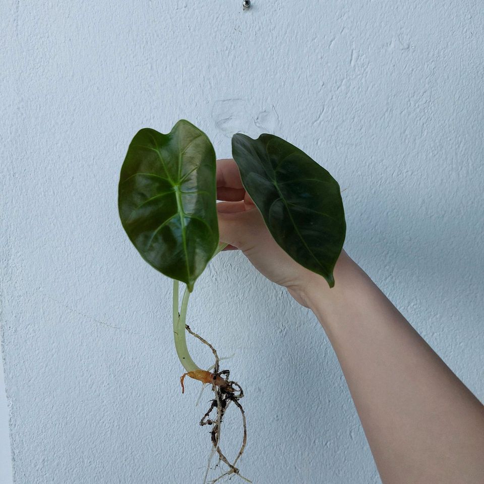 Alocasia Golden Bone Pflanze bewurzelt in Ilsede