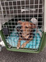 Suche Flugbox für Hunde / Hundebox / für Tierschutzverein Hamburg-Nord - Hamburg Langenhorn Vorschau