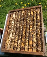 Bienenvölker Carnica auf Zander mit Gesundheitszeugnis Rheinland-Pfalz - Koblenz Vorschau