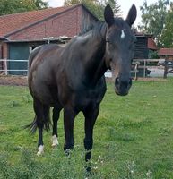 Freizeitpferd Hannoveraner Stute sucht Platz an der See Nordrhein-Westfalen - Rheda-Wiedenbrück Vorschau