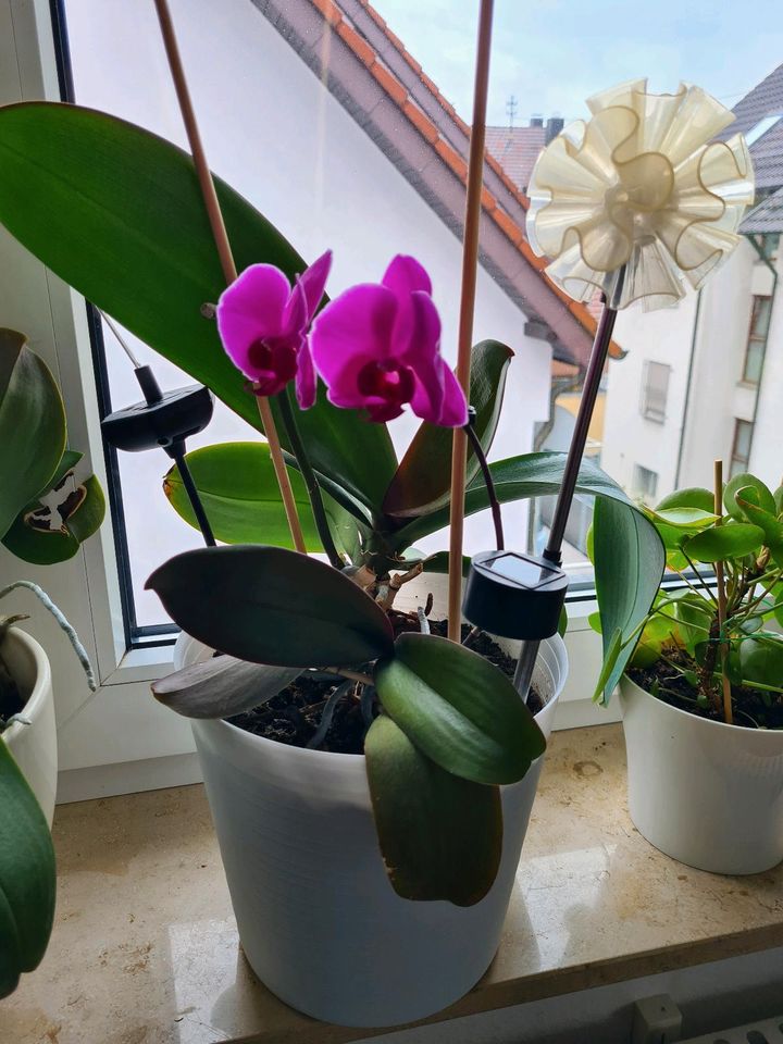 2 Orchideen inkl. Topf :) in Kirchheim unter Teck