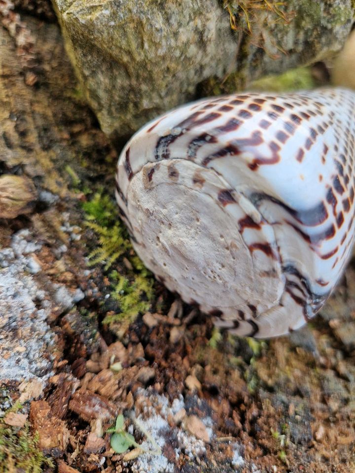 Conus leopardus sammlermuschel / deko/aquarium in Stuttgart