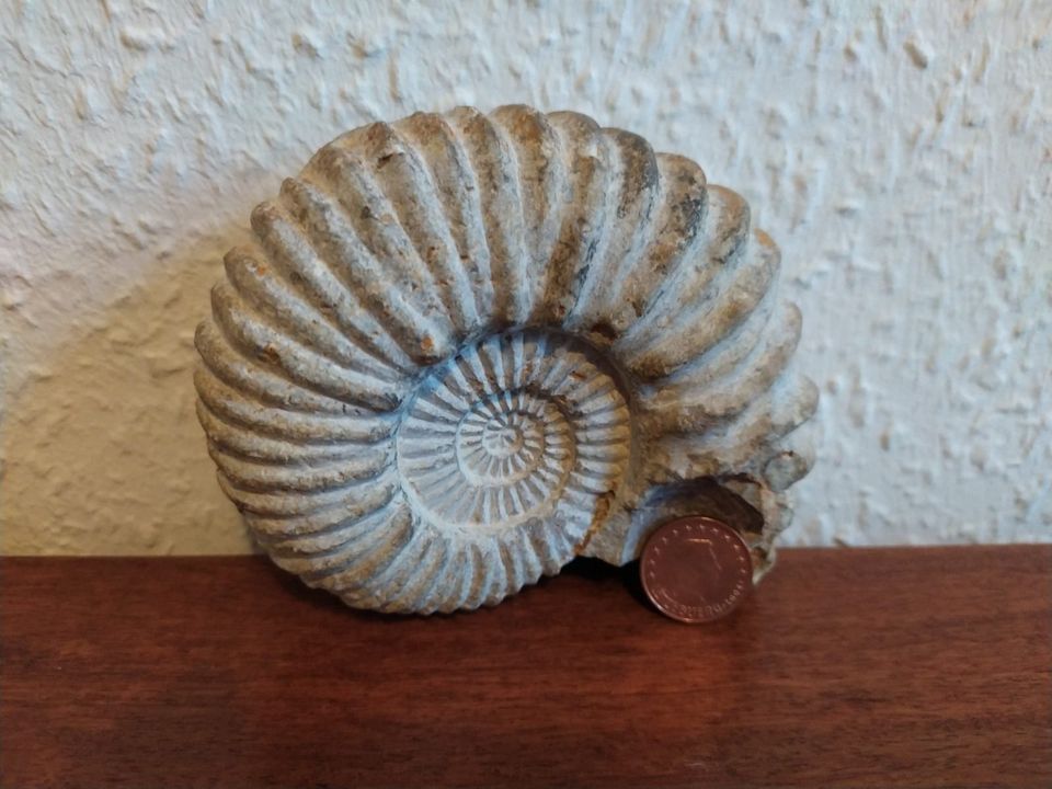 Trias Ammonit aus Austria Alter ca  230 Mio Jahre Echtfossil! in Görlitz