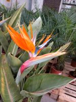 Strelitzie mit Blüten Strelitzia reginae 1,4m Paradiesvogelblume Nordrhein-Westfalen - Nordkirchen Vorschau