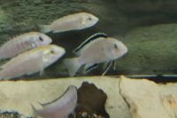 Labidochromis Caeruleus White Nkata Bay Bayern - Pfreimd Vorschau