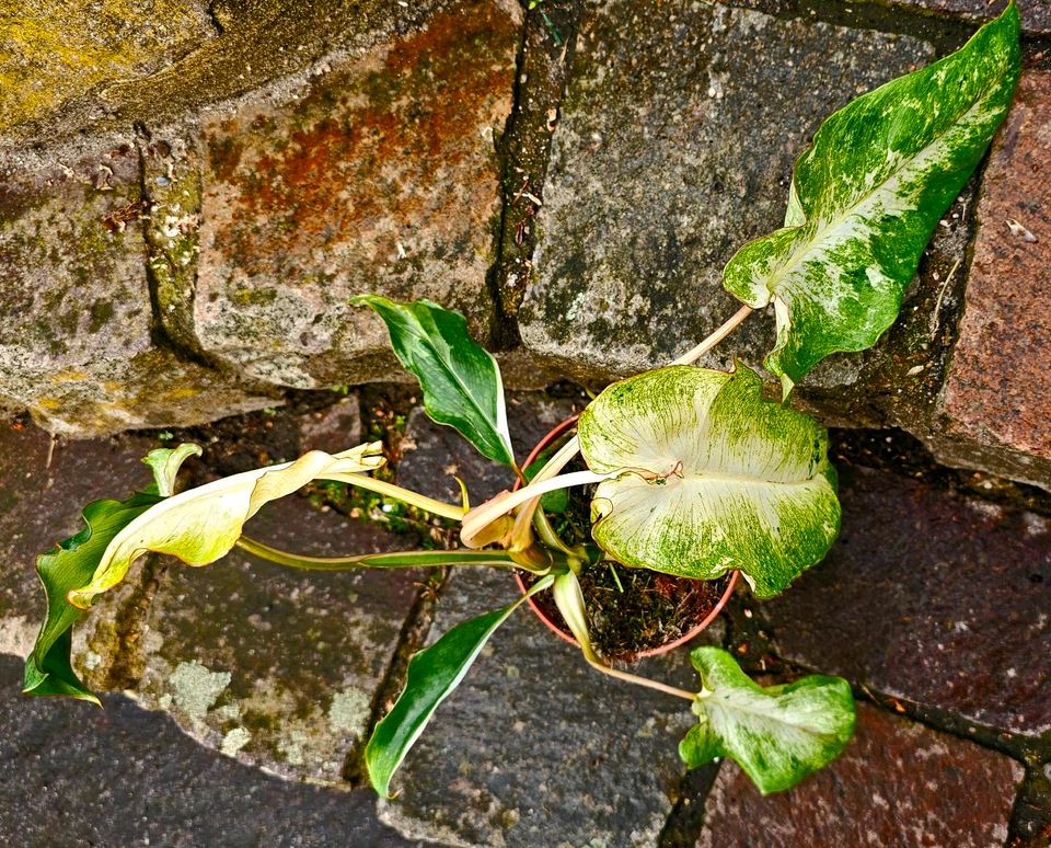 Philodendron Paraiso Verde Variegata - M33 in Obertshausen