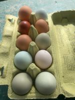 ☀️ Hühner Eier von glücklichen Hühner Natur bunte Eier ☀️ Baden-Württemberg - Aldingen Vorschau