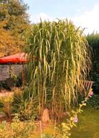 CHINASCHILFBAMBUS XXL PFLANZE KÜBEL SICHTSCHUTZ GARTENPLANZE Niedersachsen - Tarmstedt Vorschau
