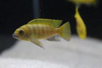 Malawibuntbarsch Pseudotropheus zebra gold (Lion Cove) Baden-Württemberg - Gundelsheim Vorschau