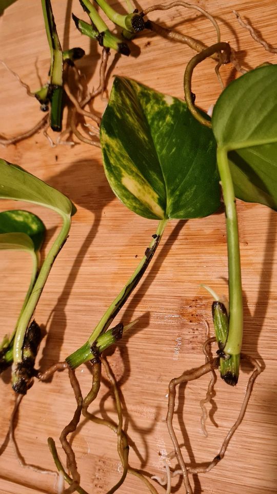 40 Ableger Efeutute Epipremnum Aureum mit Wurzeln in Dortmund