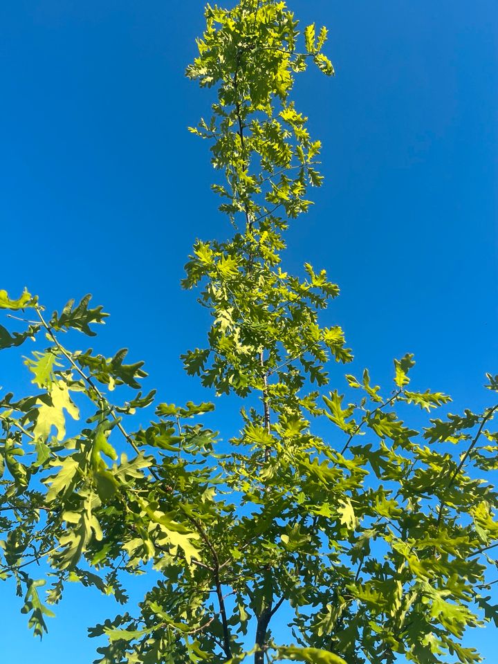 Eiche Baum / Stiel-Eiche in Hannover