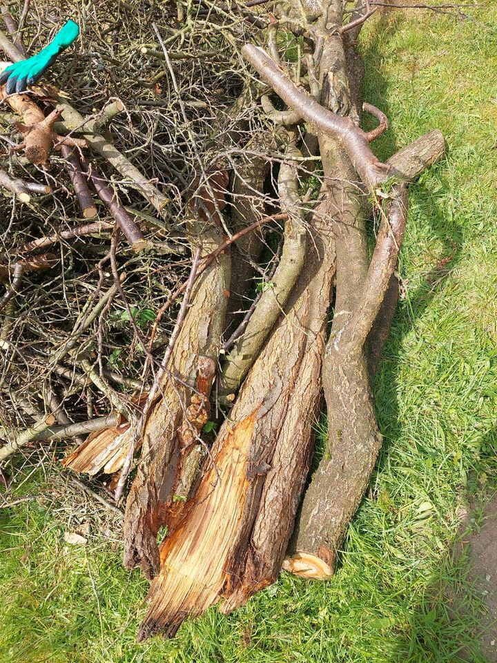 Holz Äste zu verschenken Astwerk Brennholz auch einzeln in Eutin