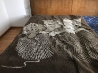 Decke/Teppiche für Bett z. B. Baden-Württemberg - Leingarten Vorschau