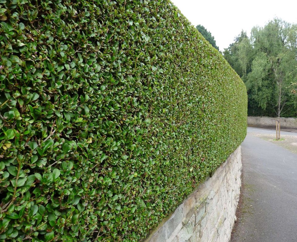 Gartenarbeit, Heckenschnitt, Gartenpflege, Hecke in Hamburg