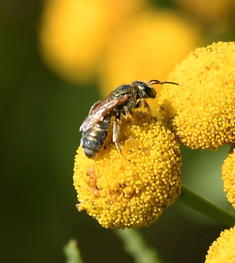 30 Samen Rainfarn, Wildblume, Insekten, Bienen in Baldham