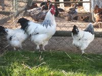 Bruteier der Sundheimer Hühner abzugeben Bayern - Kumhausen Vorschau