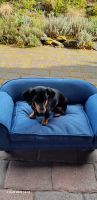 Hundesofa LUXUS wNEU !! für kleine Hunde Nordrhein-Westfalen - Nettersheim Vorschau