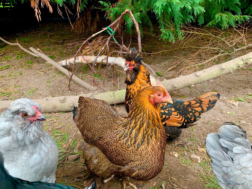 Bruteier Grünleger Zwergbrahma Pawlowskaja Araucana Lavender usw in Krefeld