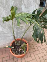 Monstera Zimmerpflanze Thüringen - Saara Vorschau