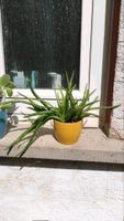 Aloe Vera Pflanzen Rheinland-Pfalz - Katzenelnbogen Vorschau