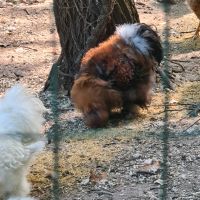 Seidenhuhn Hähne Nordrhein-Westfalen - Isselburg Vorschau