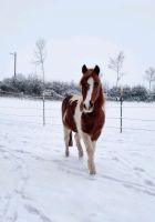 Pflegebeteiligung/ Reitbeteiligung gesucht. Pony sucht Schleswig-Holstein - Ascheberg Vorschau