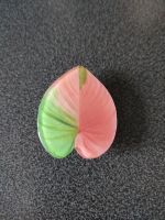 Pop Socket Philodendron Pink Princess Schleswig-Holstein - Westerrönfeld Vorschau