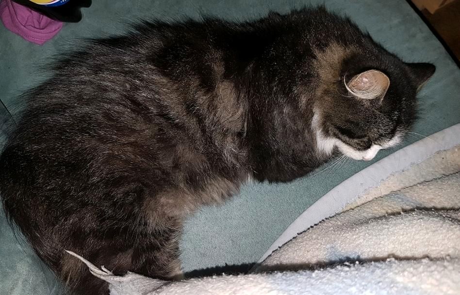 Katze Plüschi wird vermisst in Surwold
