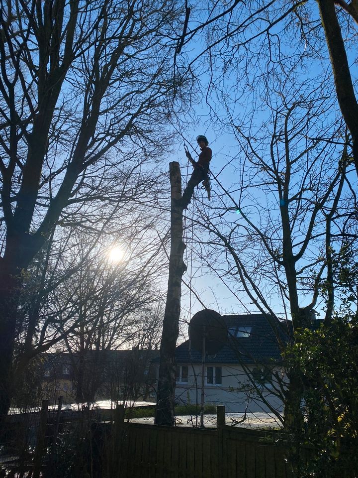 Baumpflege Baumfällung Baumschnitt Wurzelfräsen in Mülheim (Ruhr)