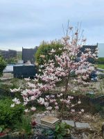 Magnolia Magnolie ca.2, 5 - 3 m Hoch Rheinland-Pfalz - Ockenheim Vorschau