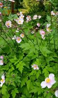 Japanische Herbst-Anemone hupehensis Bayern - Kallmünz Vorschau