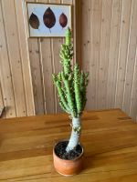 Eve's Needle Cactus   -> 42 cm Hessen - Wiesbaden Vorschau