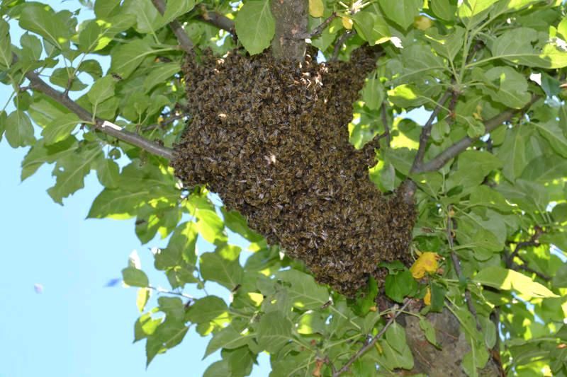 Bienschwarm, Wespennest, Hornissennest unsiedeln in Baunatal