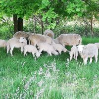 Schafe, Nolana, Lämmer, Bocklämmer Niedersachsen - Faßberg Vorschau