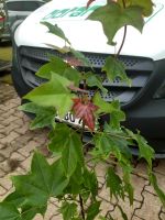 Acer cappadocicum Rubrum 60-100cm Kolchischer Blut-Ahorn Nordrhein-Westfalen - Simmerath Vorschau