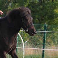 Hillbury Isländer /Pony Trense Heklar ohne Zügel Nordrhein-Westfalen - Oer-Erkenschwick Vorschau