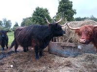 Highland Cattle Kuh schwarz, Hochlandrind Niedersachsen - Stelle Vorschau