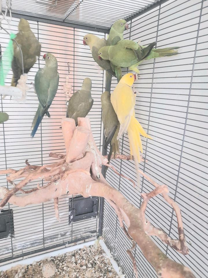 Halsbandsittiche papagei in Barsinghausen
