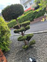 Formgehölz Lebensbaum Thuja ‚Bonsai‘ 140 cm hoch Nordrhein-Westfalen - Hilchenbach Vorschau