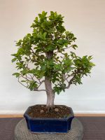 Bonsai Ficus Ginseng VB Nordrhein-Westfalen - Ahaus Vorschau