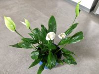 Pflanzenableger „Einblatt“ - Spathiphyllum Bayern - Dinkelscherben Vorschau