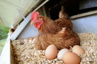 Frische Bio Eier von glücklichen Hühnern Niedersachsen - Uelzen Vorschau