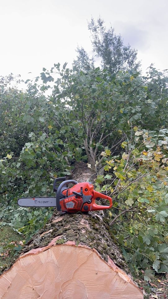 Baumpflege SKT Gartenpflege Entsorgung Häckseln Forst Fällung in Ehrenfriedersdorf