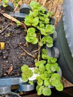 Minze Jungpflanzen für Balkon Terasse Garten Berlin - Reinickendorf Vorschau