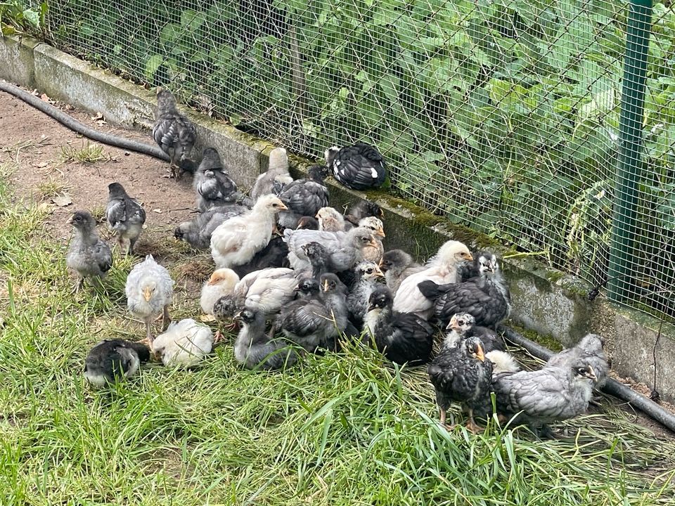 Küken Hühner Orpington in Bad Belzig